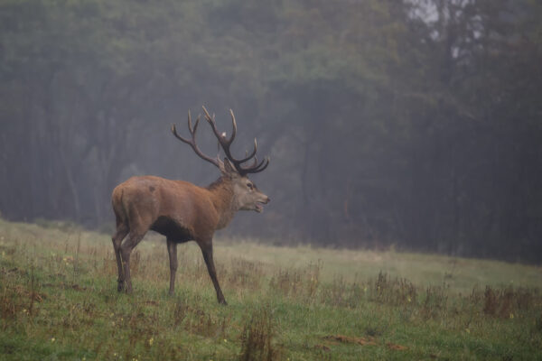 2021-10-FCa-0006-Rothirsch-Eifel