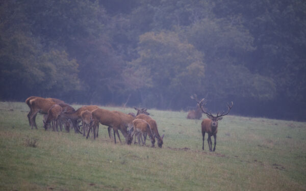 2021-10-FCa-0011-Rotwild-Eifel