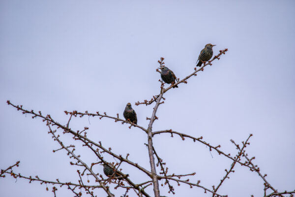 2021-12-FCa-0005-Stare