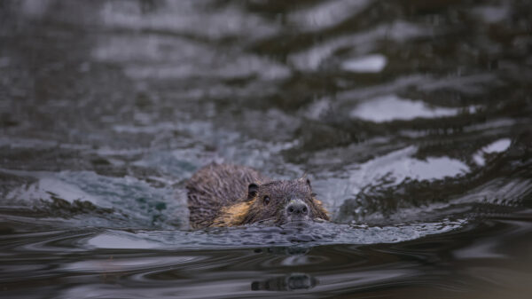 2021-12-FCa-0017-Nutria