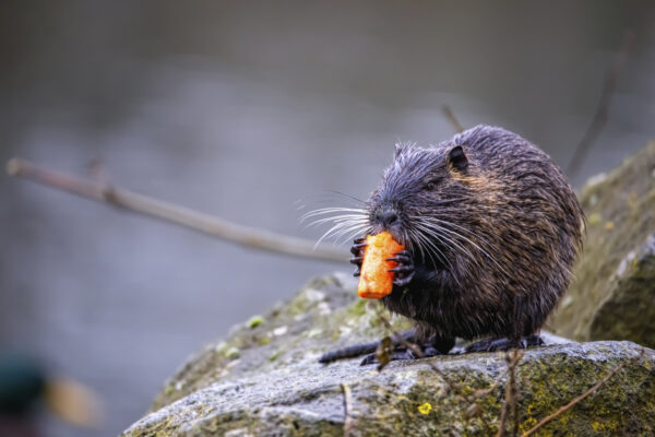 2021-12-FCa-0020-Nutria
