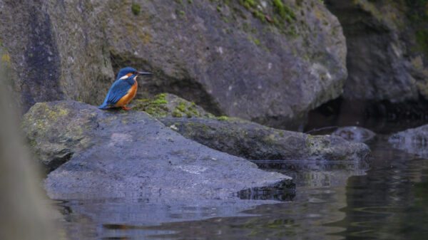 2021-12-FCa-0025-Eisvogel-maennlich
