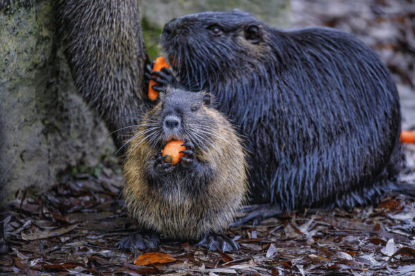 2021-12-FCa-0032-Nutrias