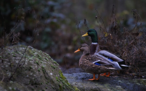 2021-12-FCa-0040-Stockenten-weiblich-maennlich