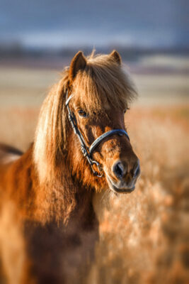 2022-01-FCa-0011-Islaenderstute