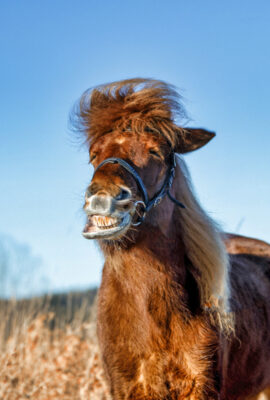 2022-01-FCa-0013-Islaenderstute