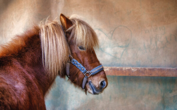 2022-01-FCa-0014-Islaenderstute