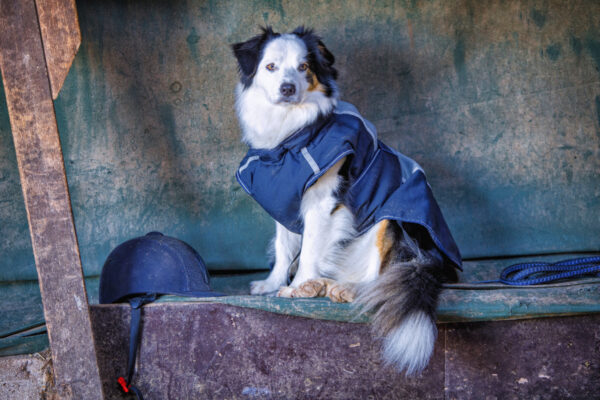 2022-01-FCa-0015-Stallhund-Australian-Shepherd