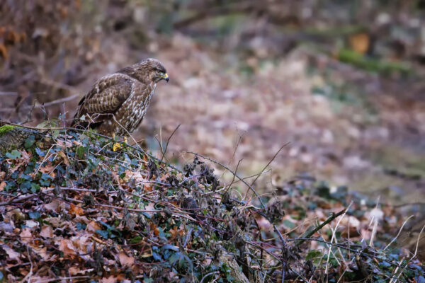 2022-01-FCa-0036-Maeusebussard