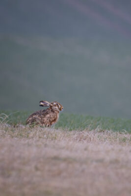 2022-02-FCa-0015-Feldhase