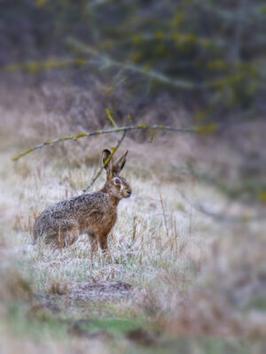 2022-02-FCa-0016-Feldhase