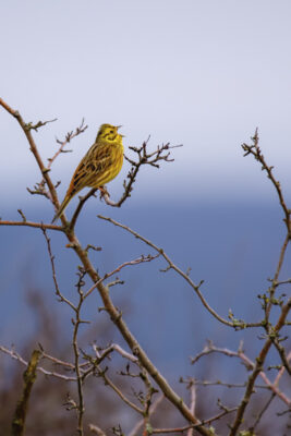 2022-02-FCa-0017-Goldammer