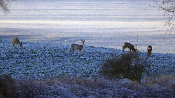 2022-02-FCa-0018-Feldrehe