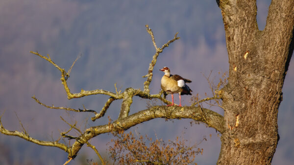 2022-02-FCa-0023-Nilgans