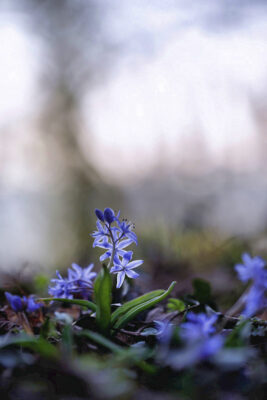 2022-03-FCa-0006-Zweiblaettriger-Blaustern