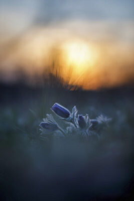 2022-03-FCa-0015-Kuechenschellen