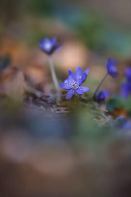 2022-03-FCa-0017-Leberbluemchen