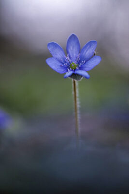 2022-03-FCa-0020-Leberbluemchen