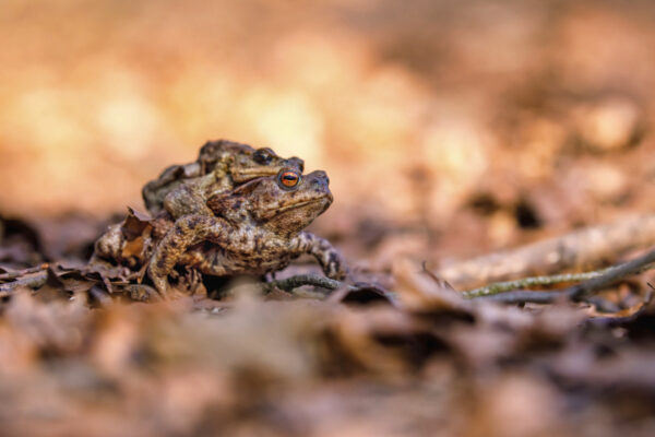 2022-03-FCa-0024-Erdkroeten