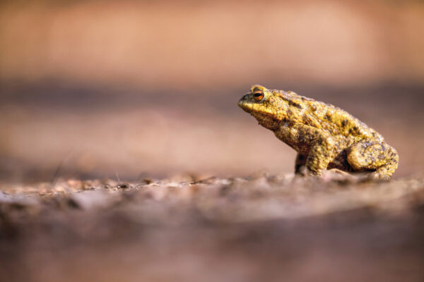 2022-03-FCa-0026-Erdkroete