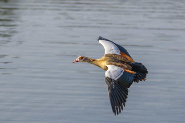 2022-03-FCa-0046-Nilgans