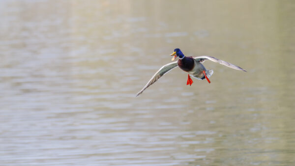 2022-03-FCa-0048-Stockente-Erpel