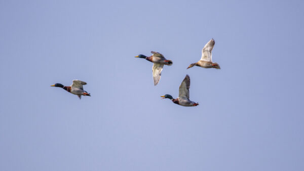 2022-03-FCa-0049-Stockenten-Flug