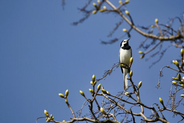 2022-03-FCa-0050-Bachstelze