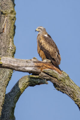 2022-03-FCa-0055-Schwarzmilan