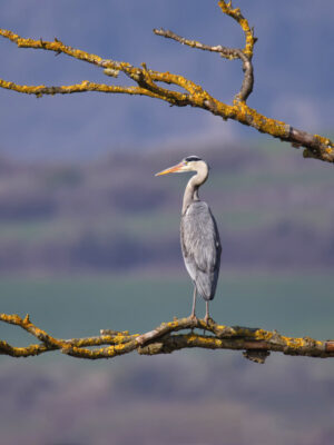 2022-03-FCa-0057-Graureiher