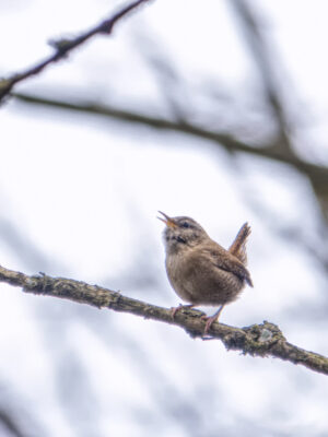 2022-04-FCa-0007-Zaunkoenig