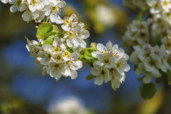 2022-04-FCa-0020-Blueten-Baum