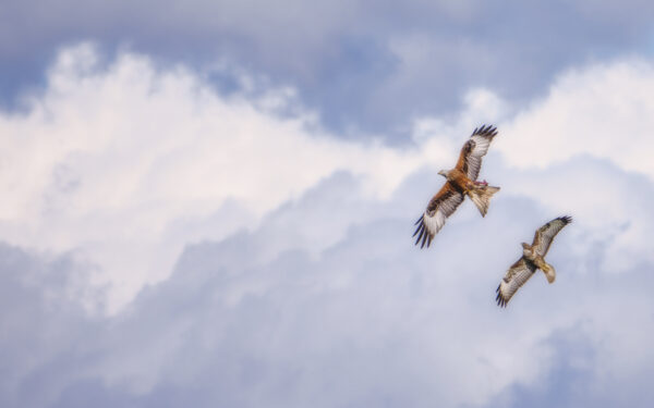 2022-04-FCa-0024-Rotmilan-Maeusebussard