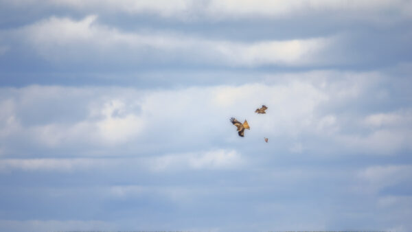 2022-04-FCa-0025-Rotmilan-Maeusebussard