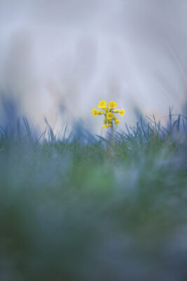 2022-04-FCa-0027-Schluesselblume