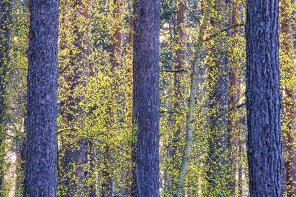 2022-04-FCa-0029-Fruehjahrswald-Vorgebirge