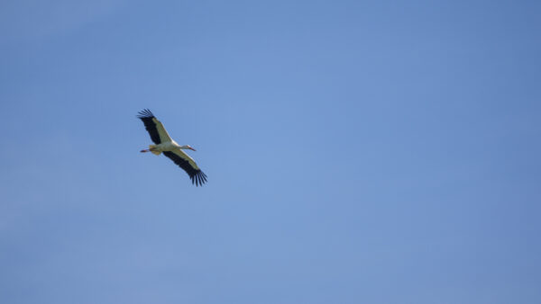 2022-04-FCa-0038-Weissstorch