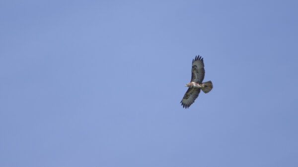 2022-04-FCa-0042-Maeusebussard