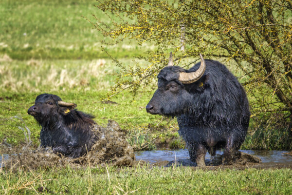 2022-04-FCa-0043-Karpatenbueffel-Mutterkuh-Kalb