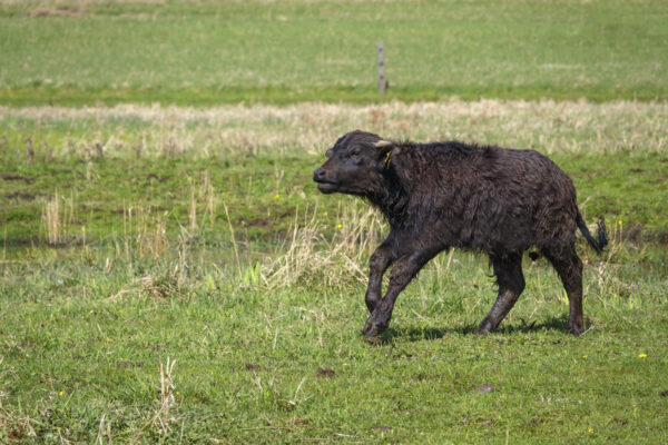 2022-04-FCa-0044-Karpatenbueffel-Kalb
