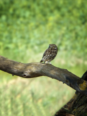 2022-04-FCa-0045-Steinkauz