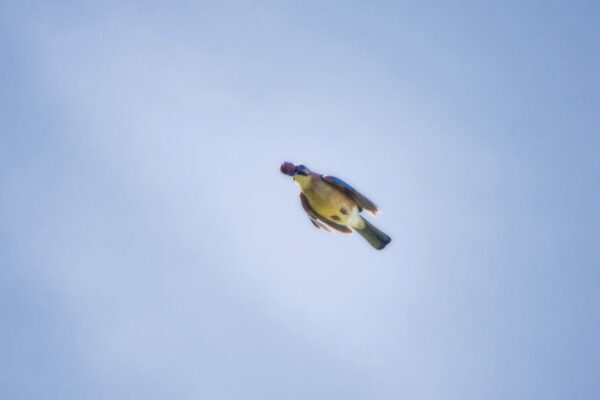 2022-04-FCa-0047-Eichelhaeher