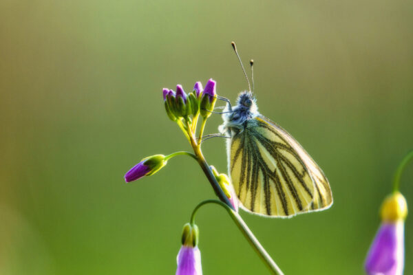 2022-04-FCa-0054-Gruenader-Weissling