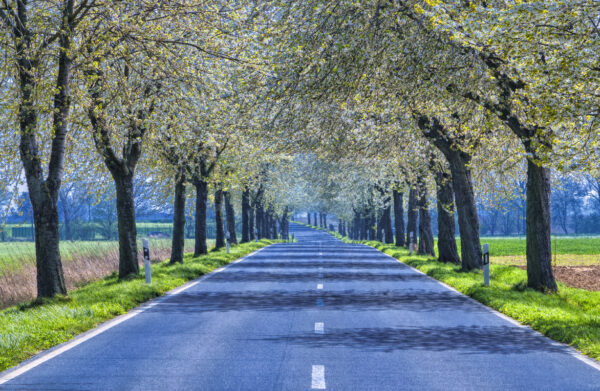 2022-04-FCa-0055-Bluehende-Baumallee