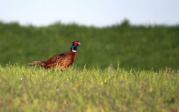 2022-04-FCa-0056-Fasan-maennlich