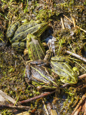 2022-04-FCa-0062-Wasserfroesche