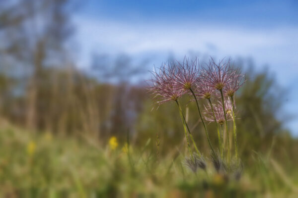 2022-04-FCa-0065-Verbluehte-Kuechenschellen