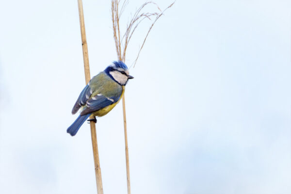 2022-04-FCa-0069-Blaumeise