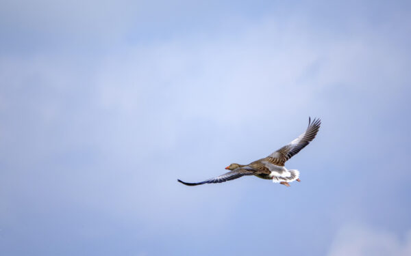 2022-04-FCa-0070-Graugans