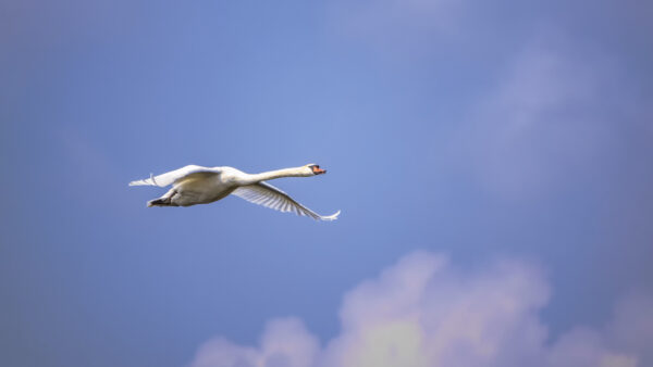 2022-04-FCa-0071-Hoeckerschwan